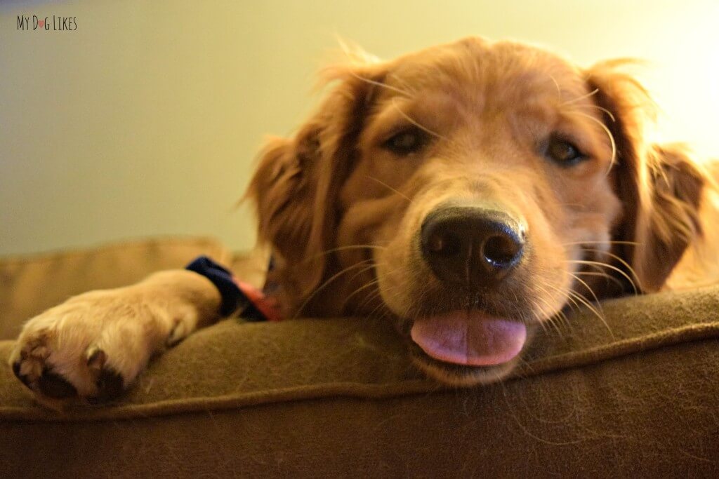 Our dog Sticking his tongue out