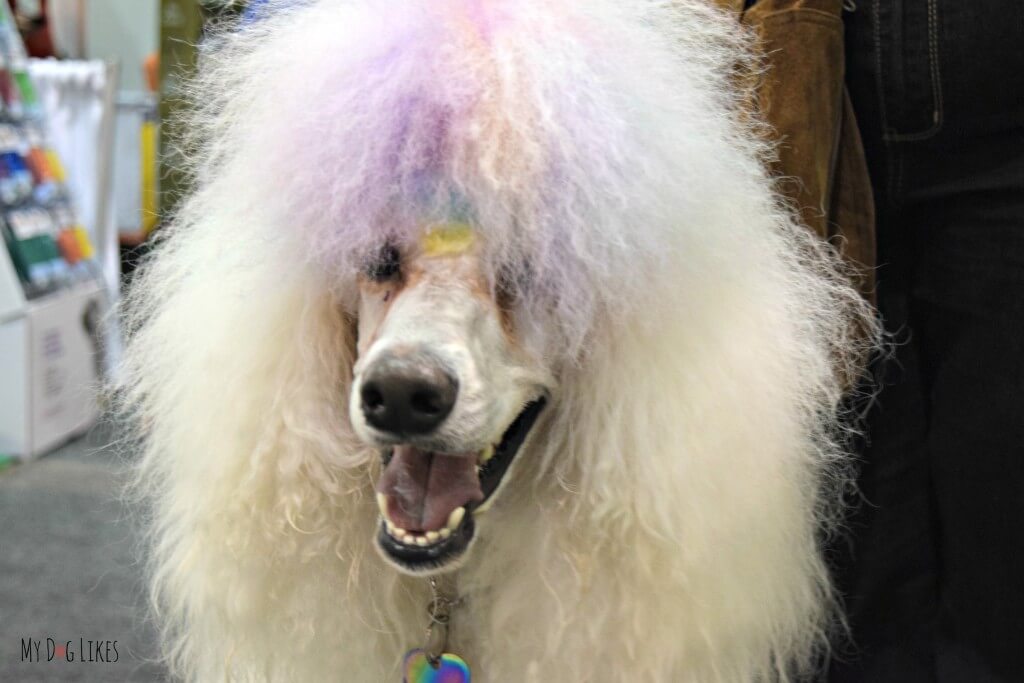 We ran into this colorful pup with dyed hair on the floor of the Total Pet Expo