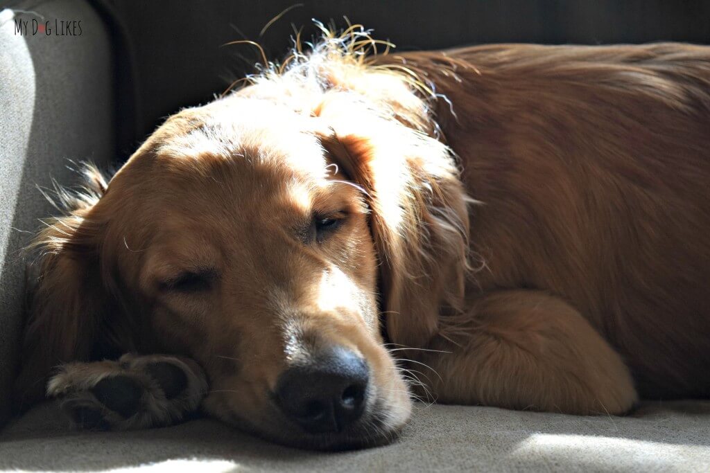 Sweet Charlie napping on the coach and soaking up some sun