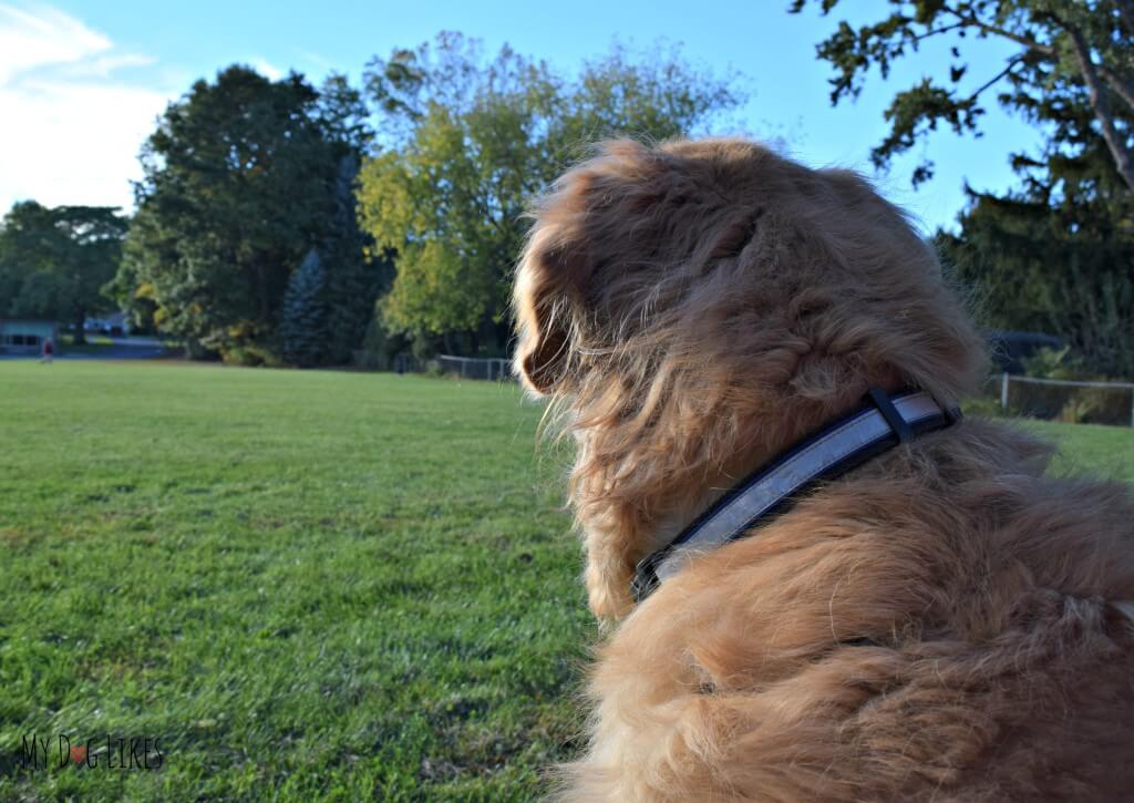 Our Golden Retriever Harley resting at the park during our daily walk.