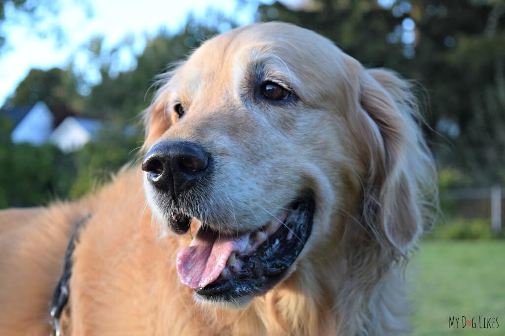Our Golden Retriever Harley happy as can be!