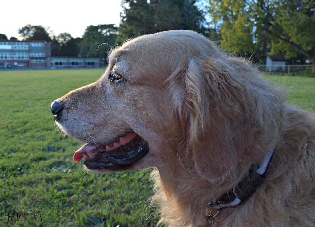 Harley is a happy boy stopping at the park on our walk