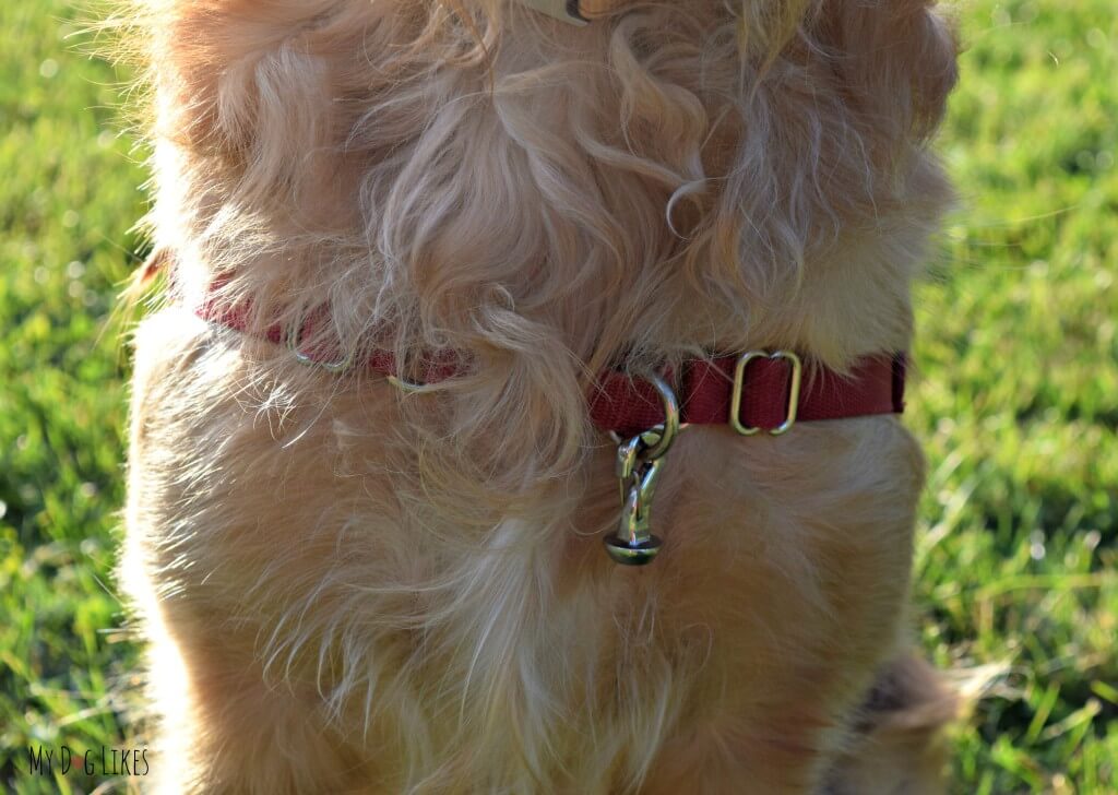 The MagicLatch dangle attached to Charlie's harness (NOTE: This should not be used on a chest harness as pictured!)