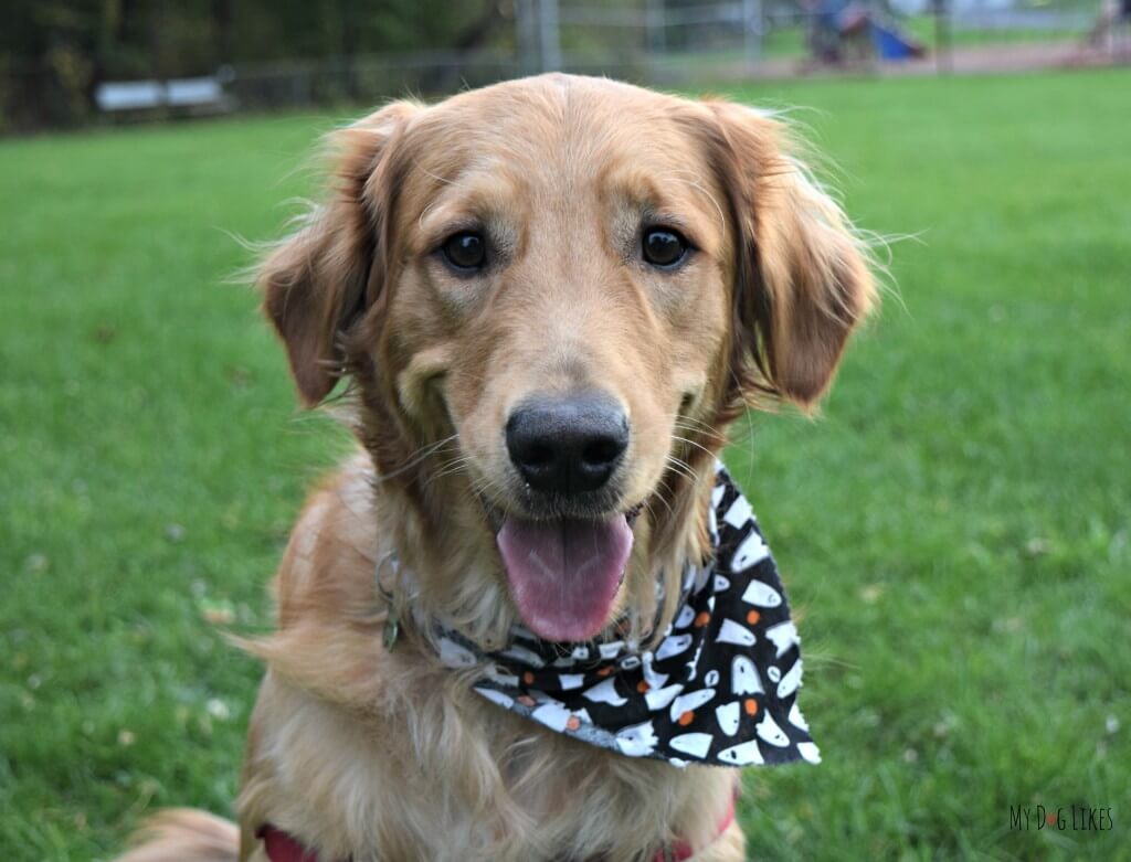 Charlie is one happy Golden Retriever