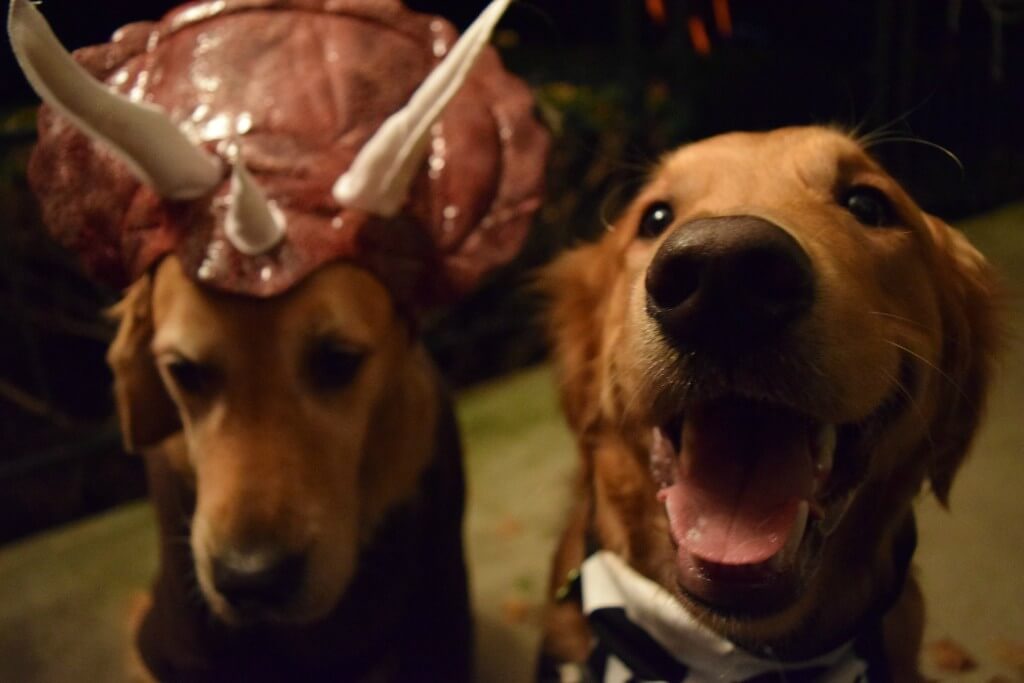 Our two Goldens in their dog Halloween costumes ready for trick or treating!