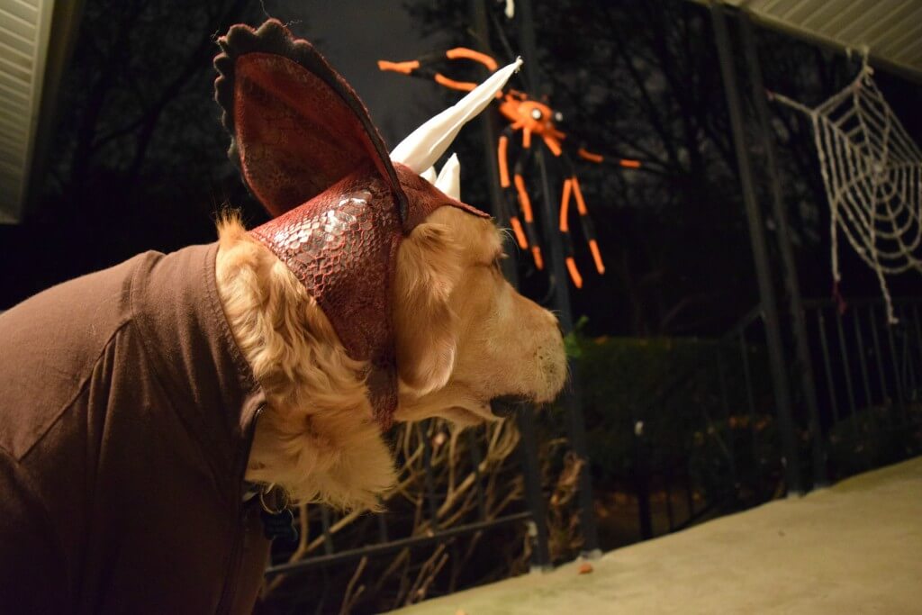 Harley in his Animal Planet dog dinosaur costume for Halloween!