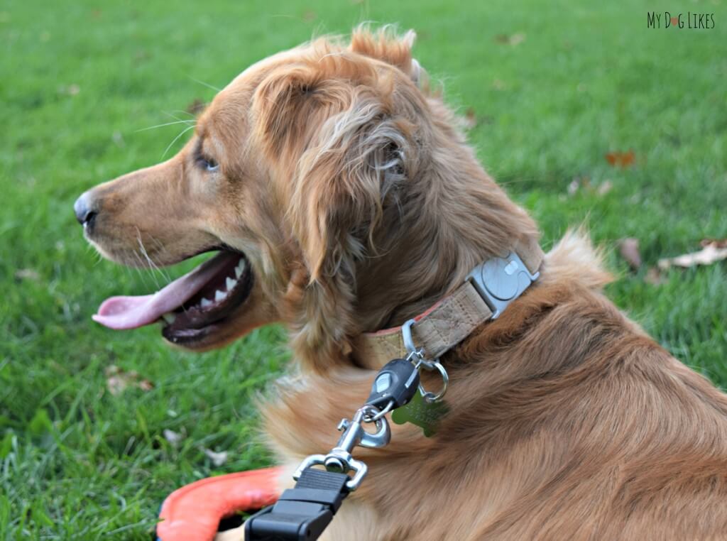 The MagicLatch attached at the dog park