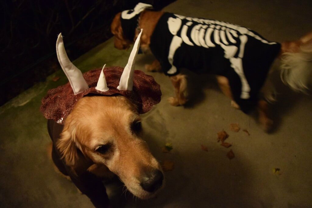 Harley and Charlie in their dog Halloween costumes