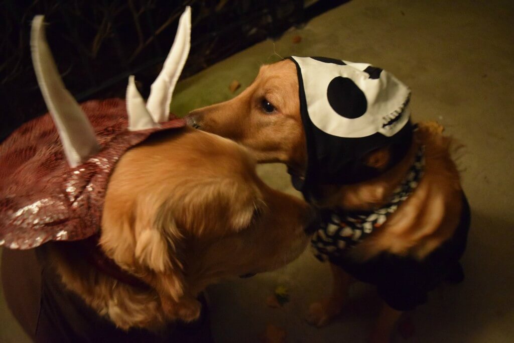 Charlie trying to let Harley know that something is on his head!