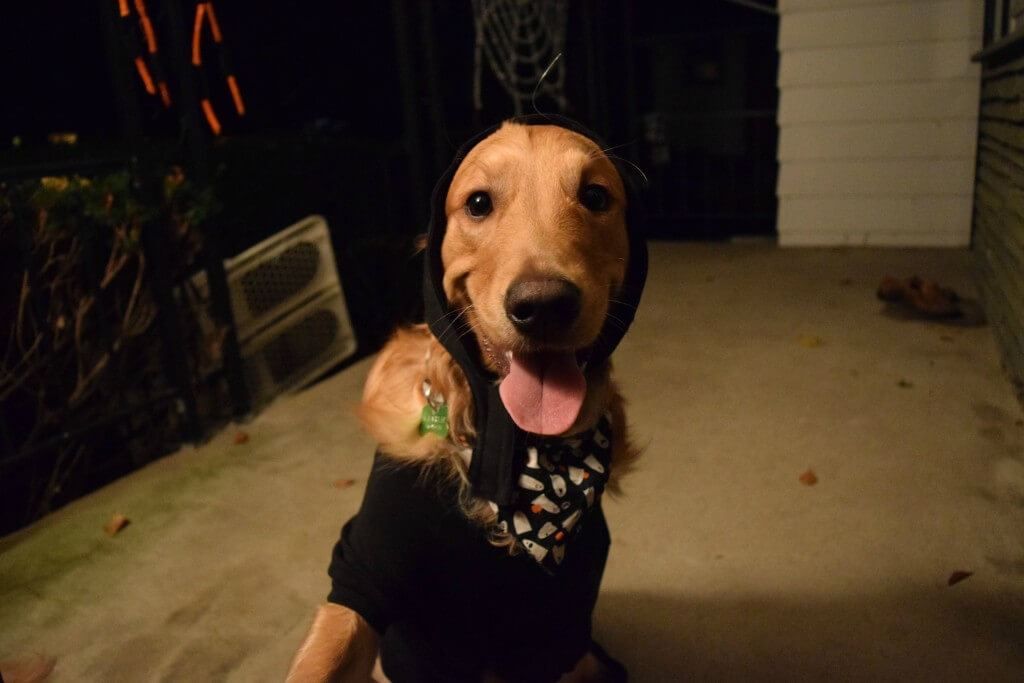 Charlie in his skeleton dog halloween costume