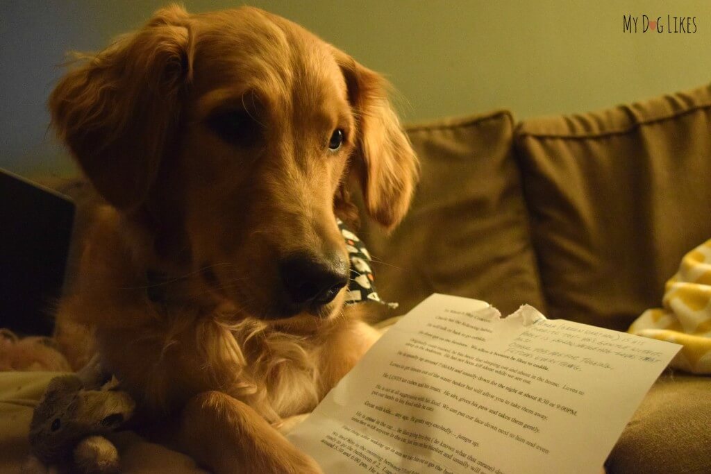 Our puppy Charlie trying to read his love letter!