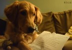 Our puppy Charlie trying to read his love letter!