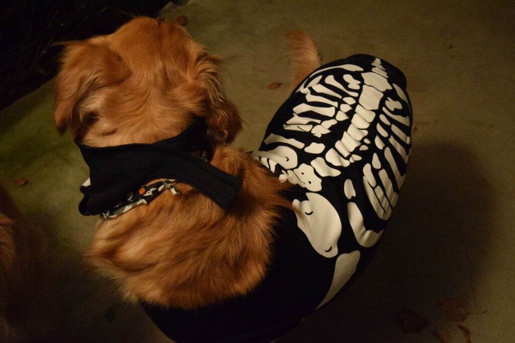 Charlie in his Dog Skeleton Costume for Halloween!