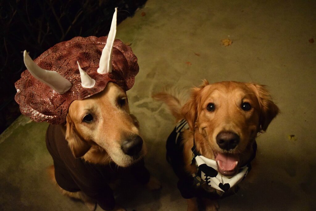 Harley in a dog dinosaur costume and Charlie dressed as a skeleton.