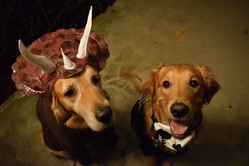 Happy Halloween from Harley and Charlie!