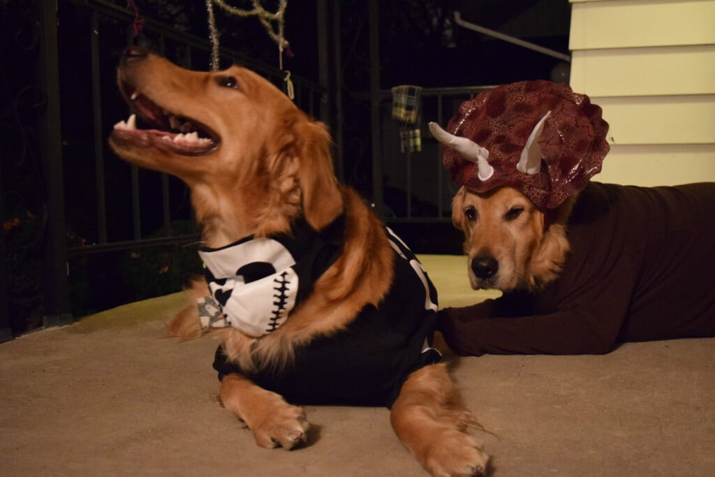 Dog Halloween Costumes