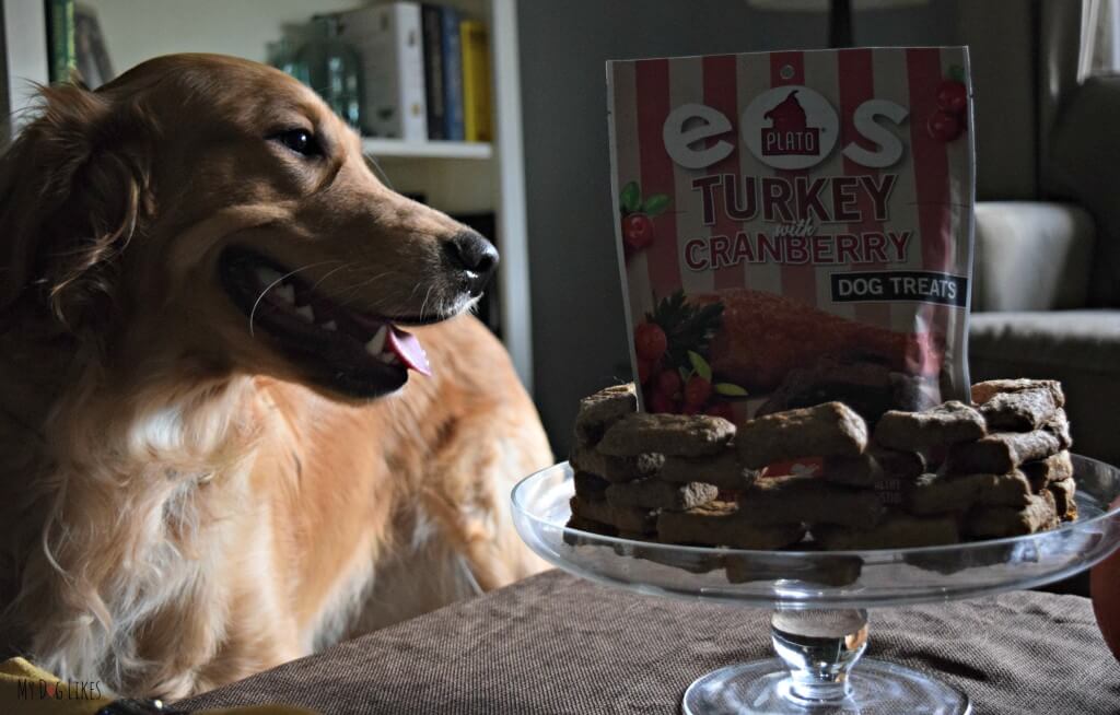 Charlie about to try Plato EOS turkey with cranberry dog treats