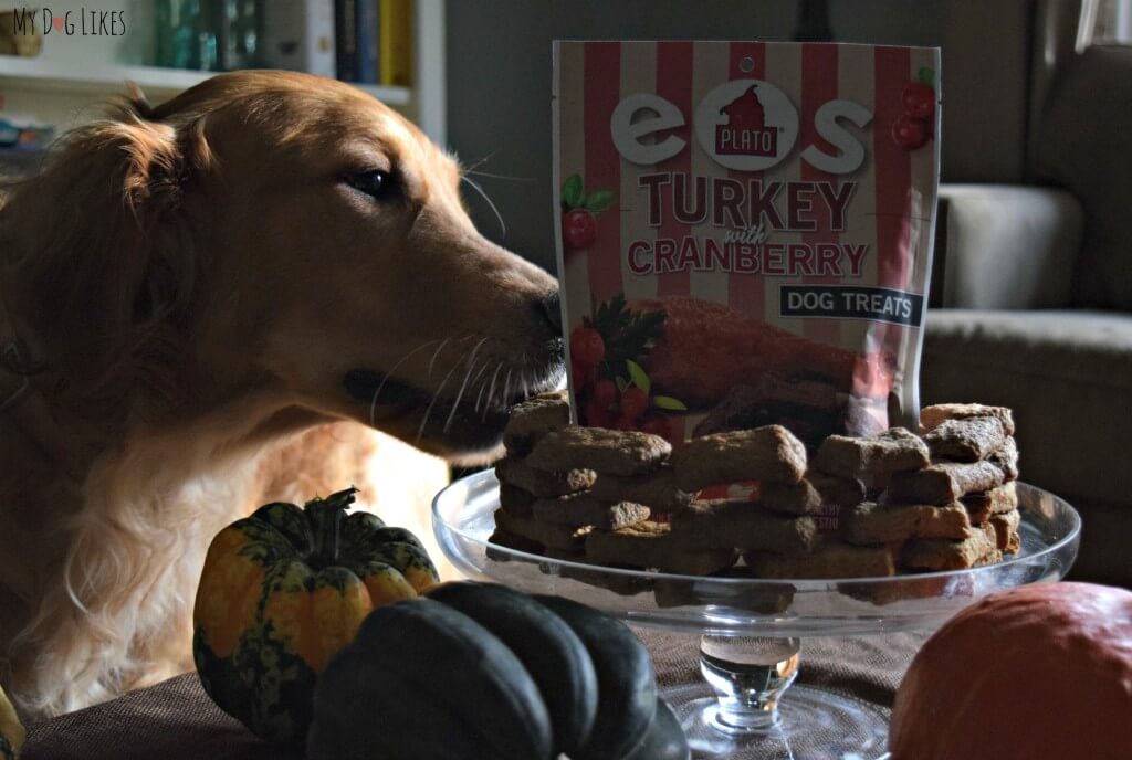 Charlie trying to sneak a sample of Plato's EOS dog treats!