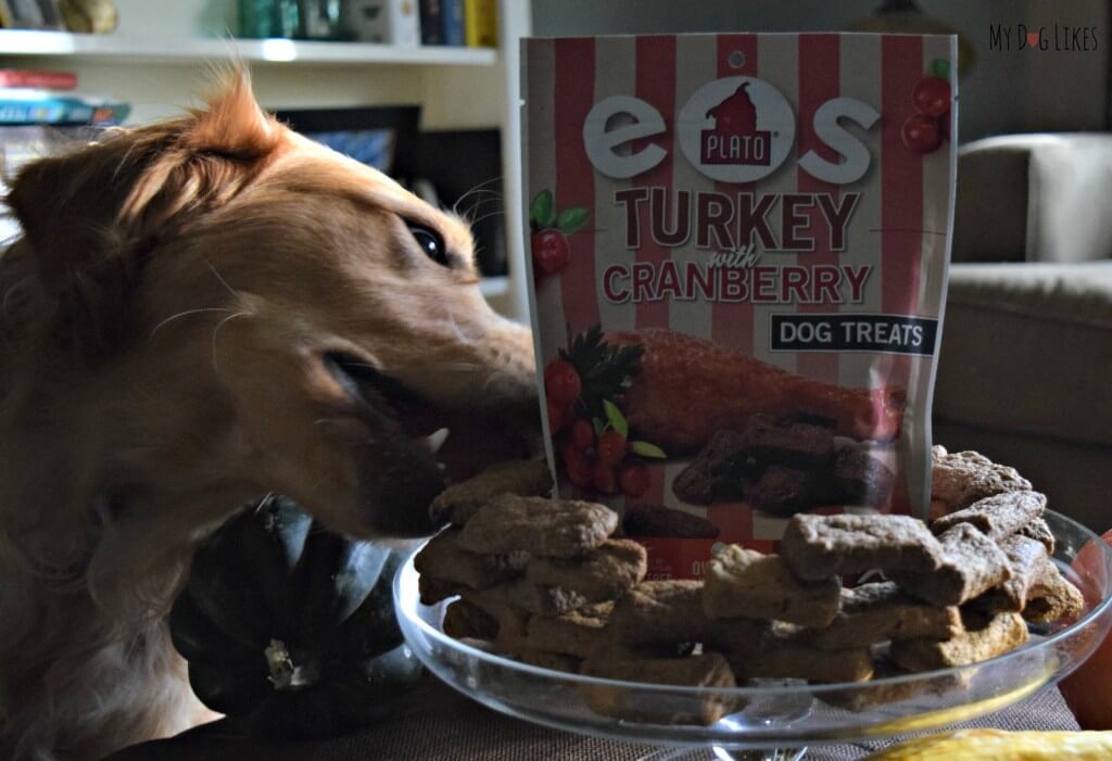Charlie caught in the act of stealing some Plato EOS dog treats!