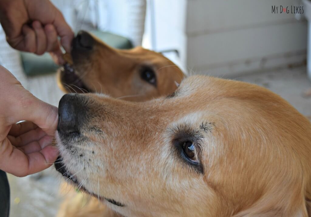 Our Goldens Harley and Charlie taste testing Plato's EOS dog treats