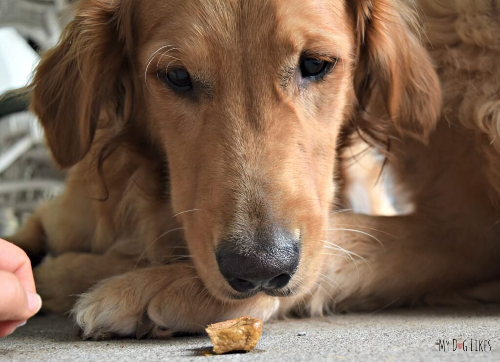 Charlie with his eyes on the prize - a Plato EOS dog treat