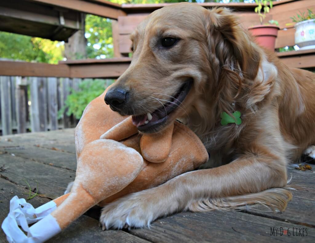 Charlie playing with a plush turkey