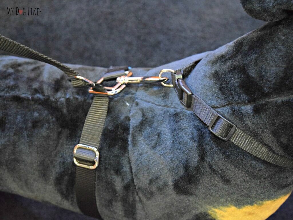 Checking out the Thunder Leash at Backer's Total Pet Expo