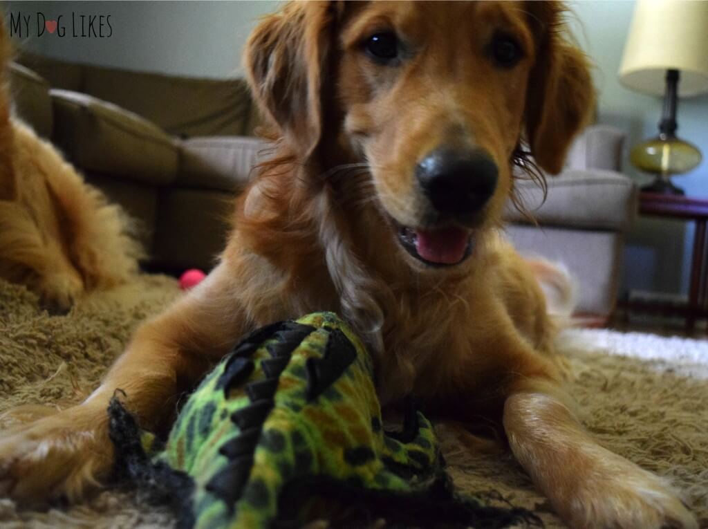 Charlie with his Tuffy Alligator dog toy