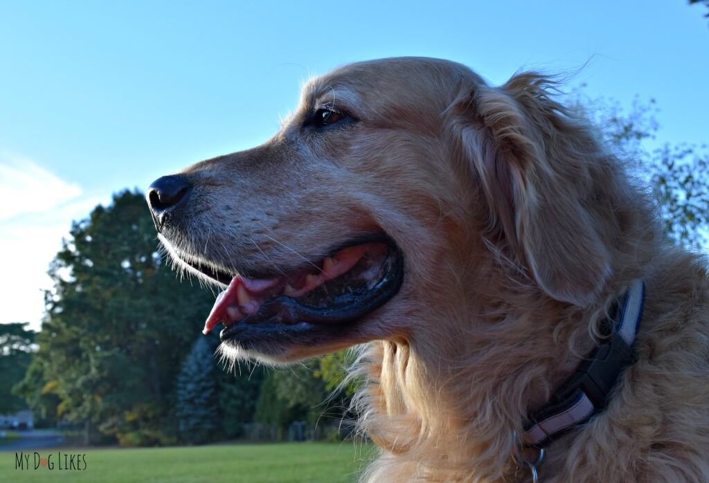 Our handsome Golden Retriever Harley