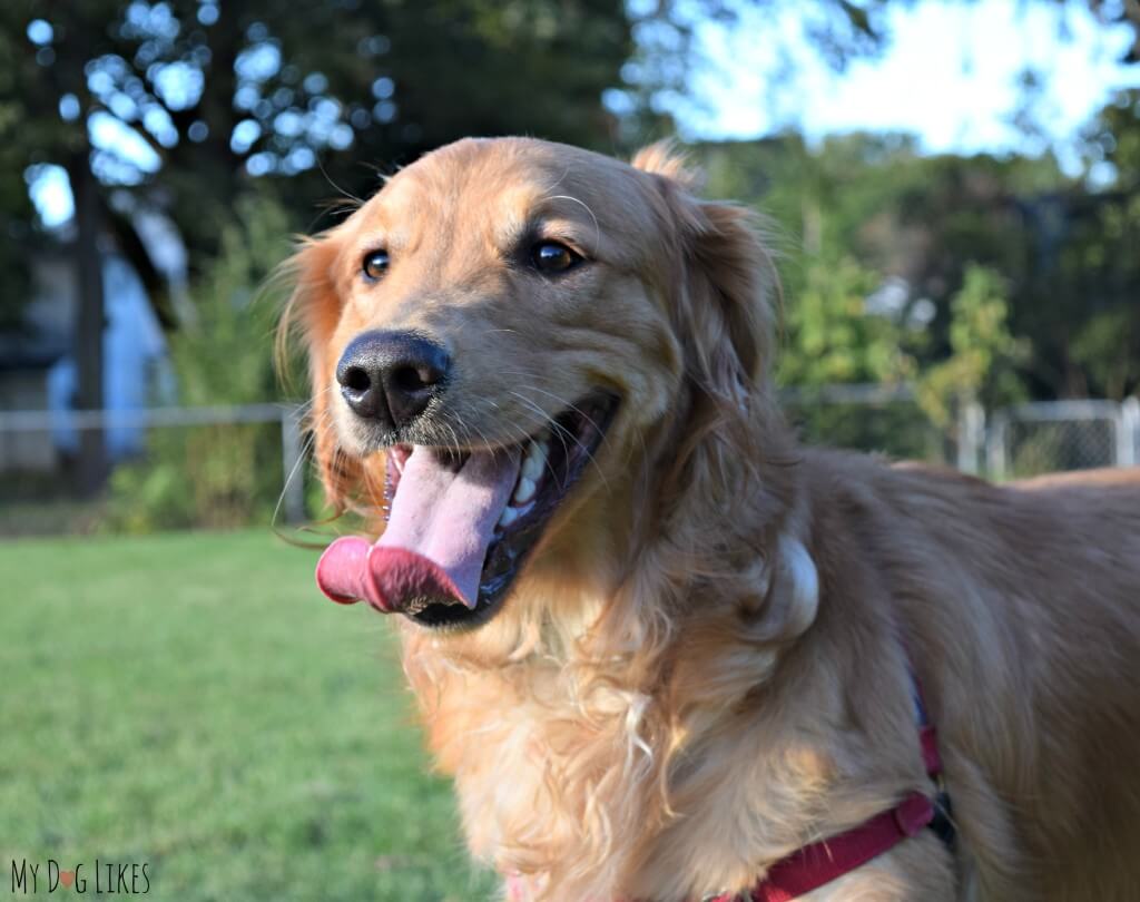 Our boy Charlie is one happy Golden Retriever!