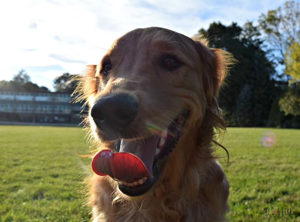 Our Golden Retriever smiling for Tongue Out Tuesday