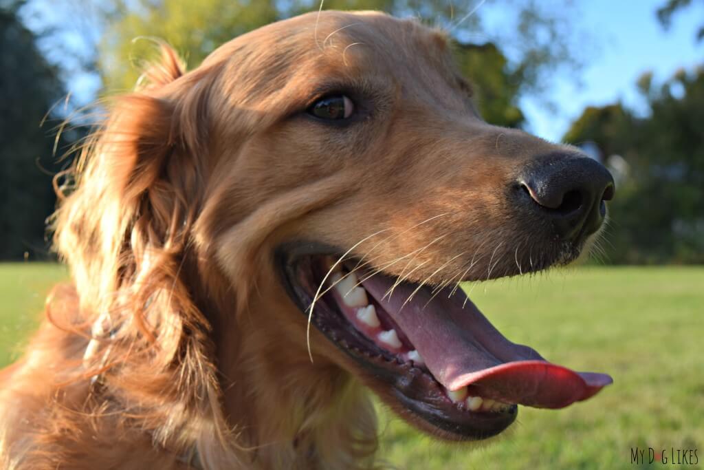 Our Golden Retriever Charlie is one Happy Dog!