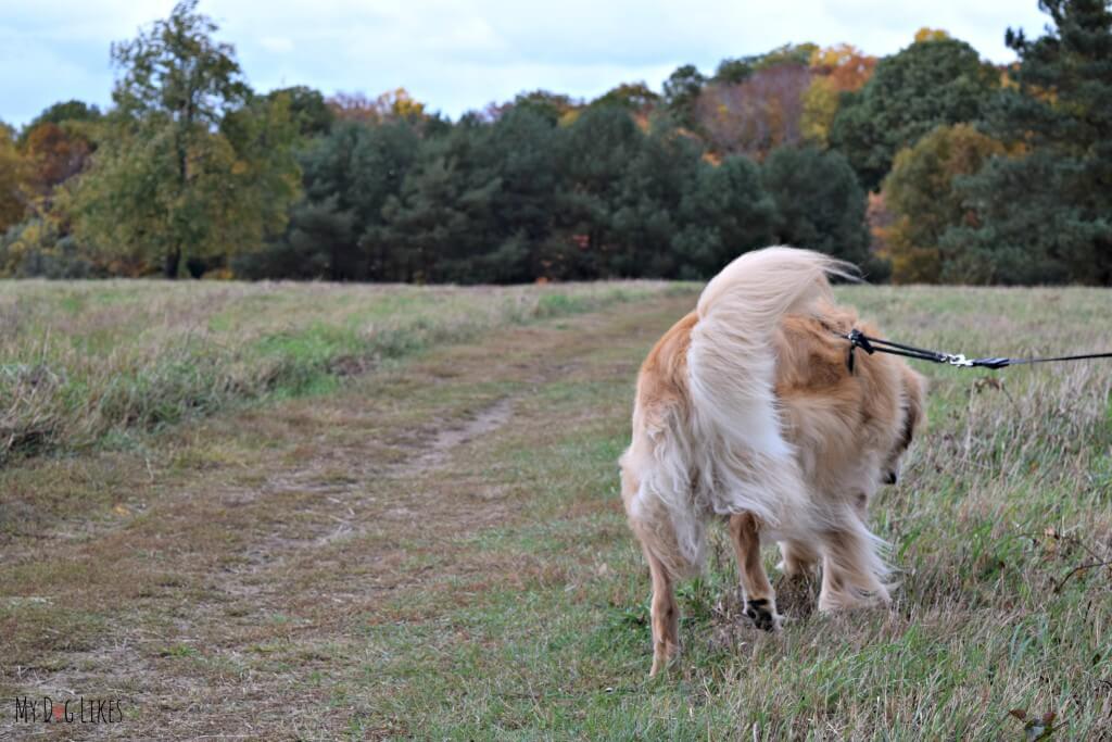 Walking along the Big Field Trail at Gosnell Big Woods in Webster, NY