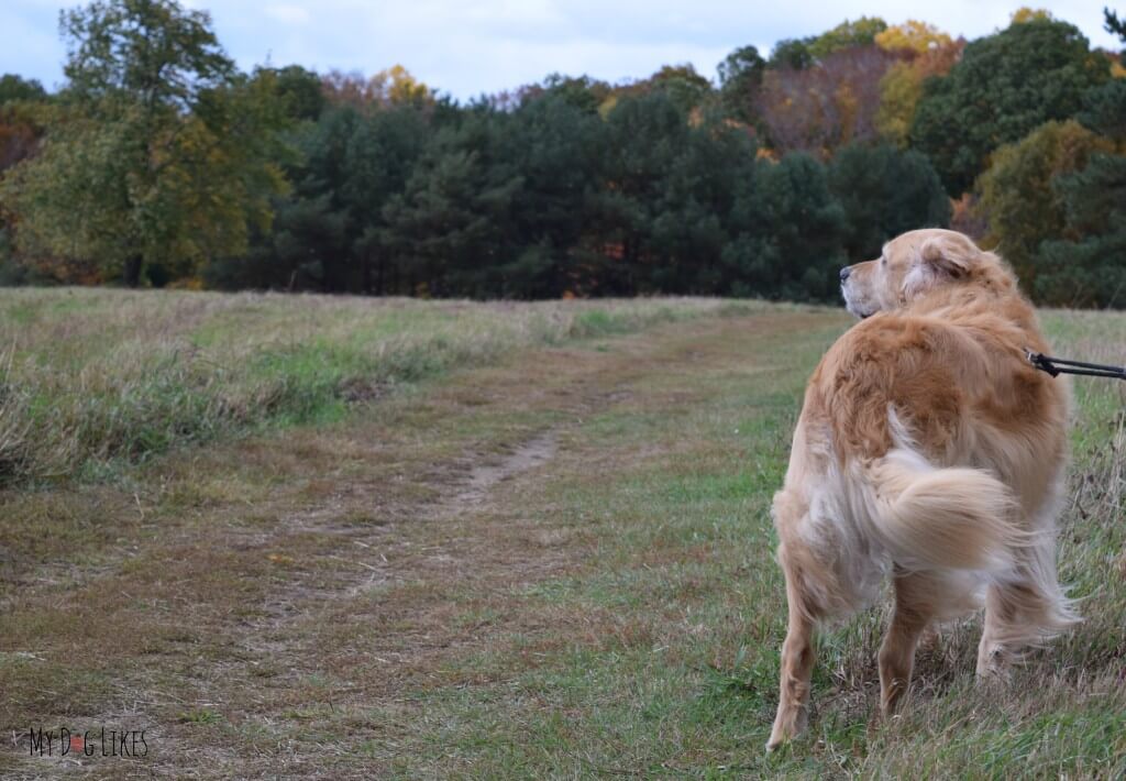 Harley heading down the Big Field Trail at Gosnell Big Woods in Webster, NY