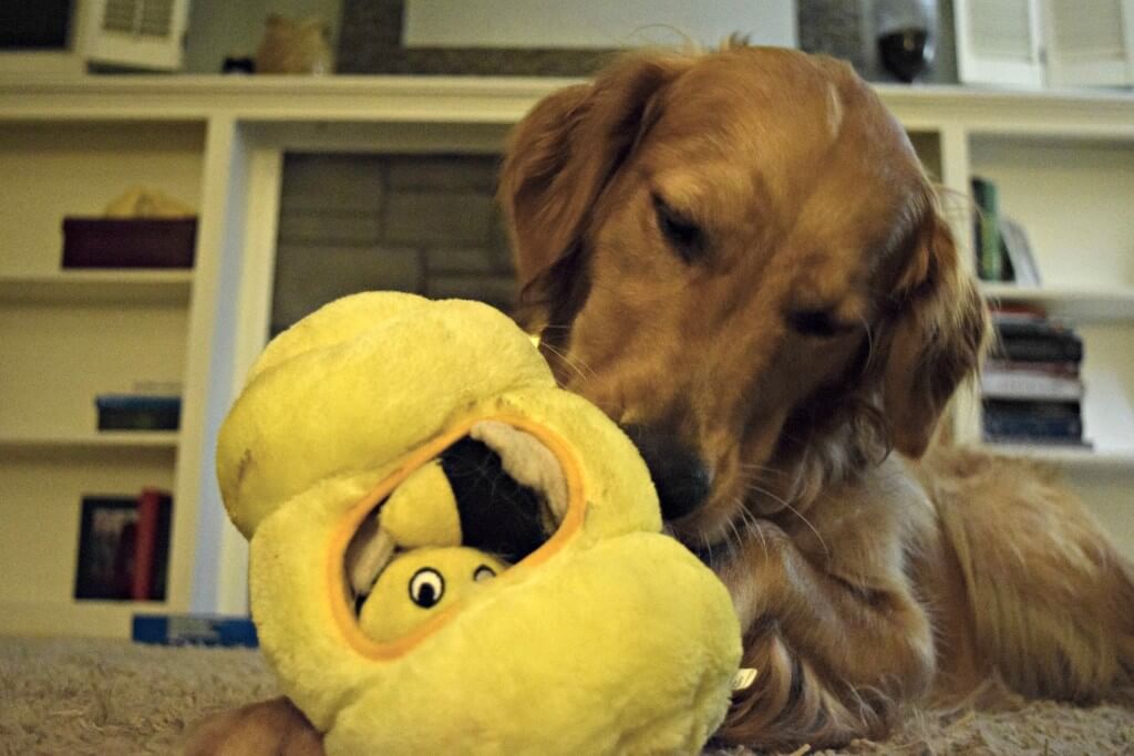 Charlie playing with his Kyjen Hide-a-Bee interactive dog toy. This toy comes with several plush bees to hide inside the hive and your dog will love trying to get them out!