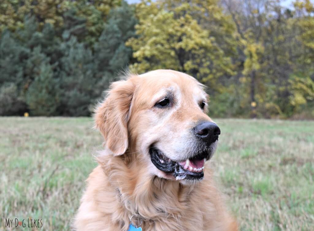 Harley happy as can be!