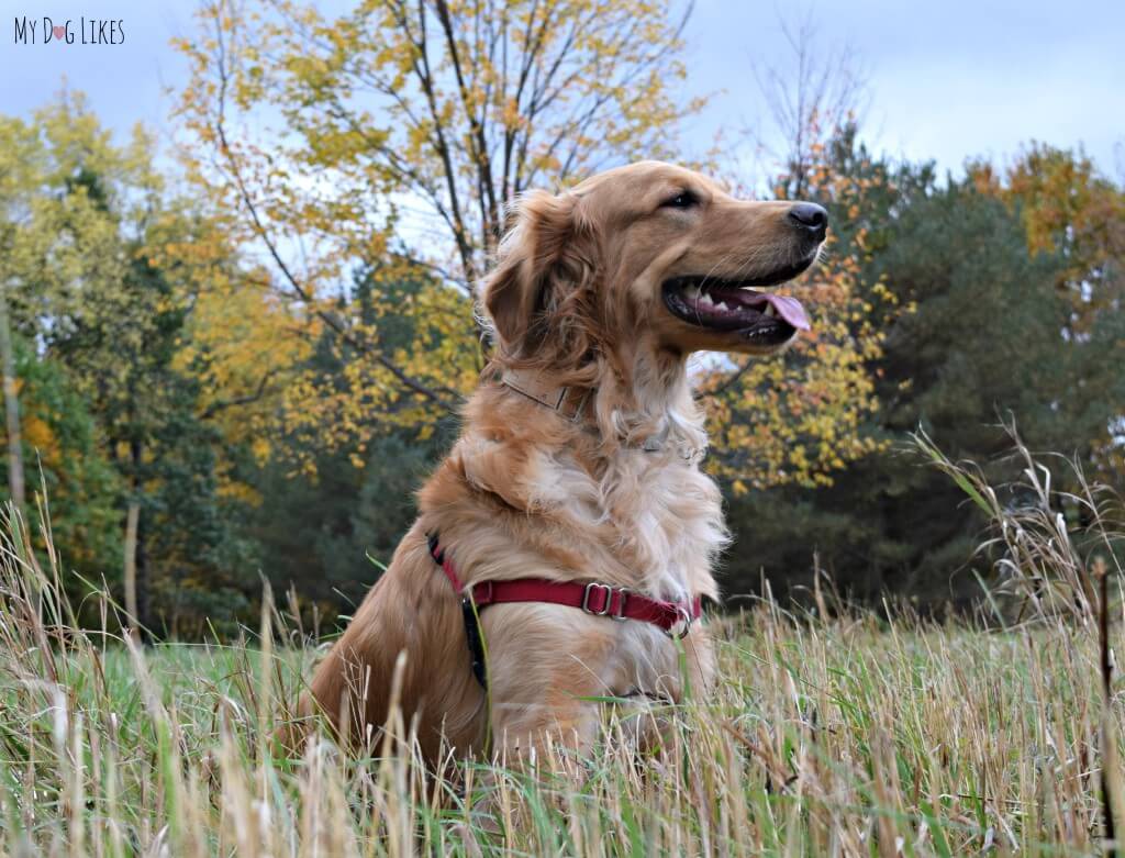Our Golden Retriever Charlie looking quite majestic at Gosnell Big Woods in Webster, NY