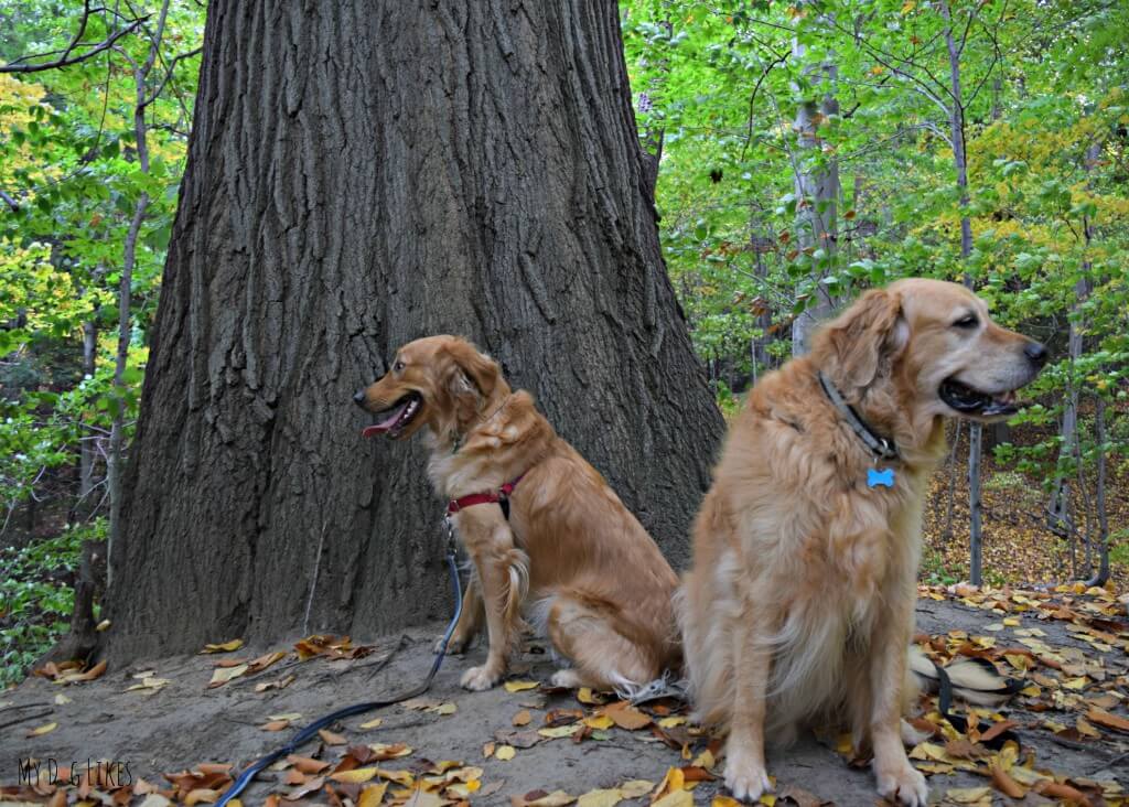 Harley and Charlie posing in front of a big tree in the old growth forest of Gosnell Big Woods