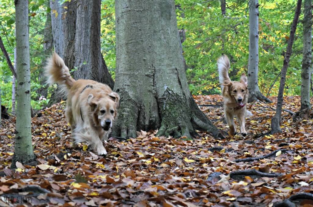 Our Golden Retrievers Harley and Charlie exploring Gosnell Big Woods Preserve