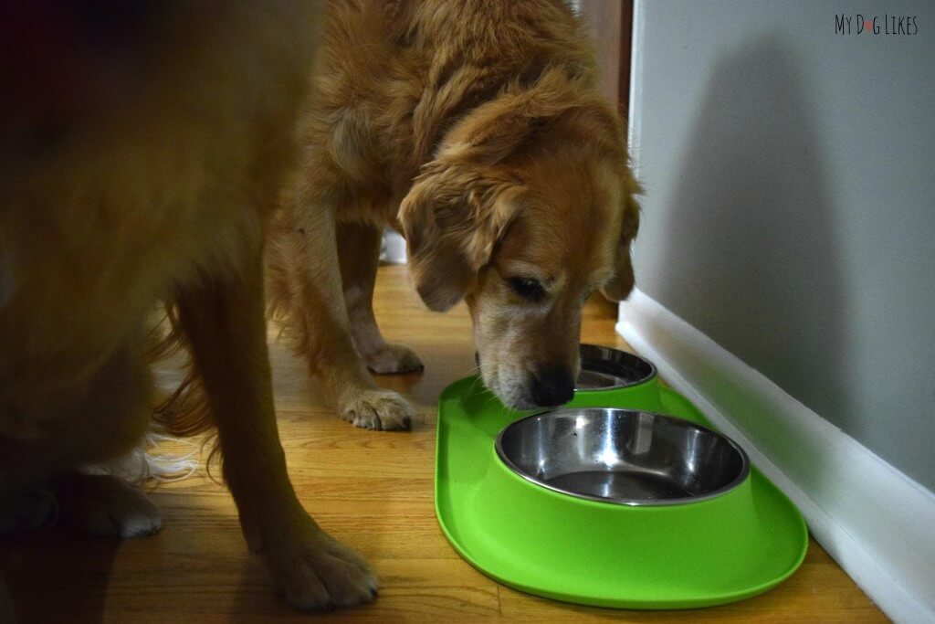 Our Golden Retriever Harley