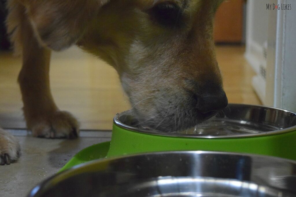 Harley getting a drink of water