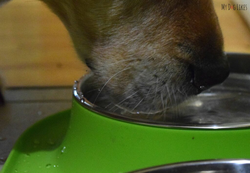 Harley Drinking Water from a Messy Mutts Bowl Set