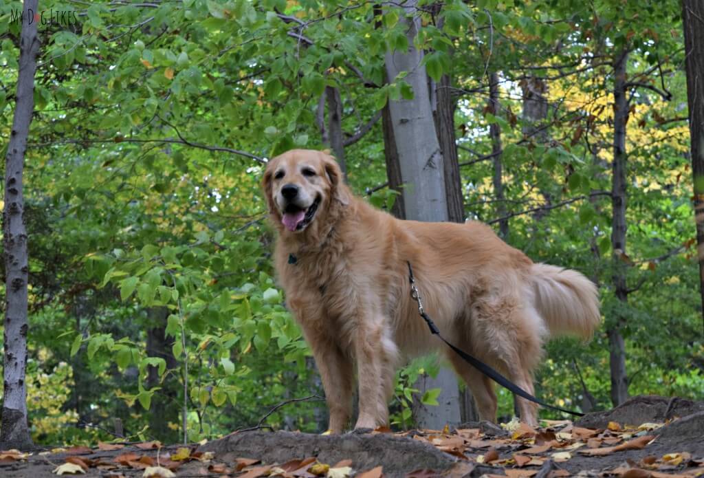 Harley is our trusted navigator through Gosnell Big Woods Reserve in Webster, NY