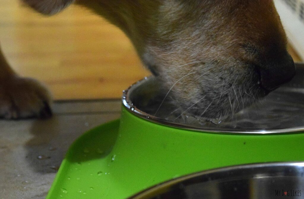 Dog Drinking Water