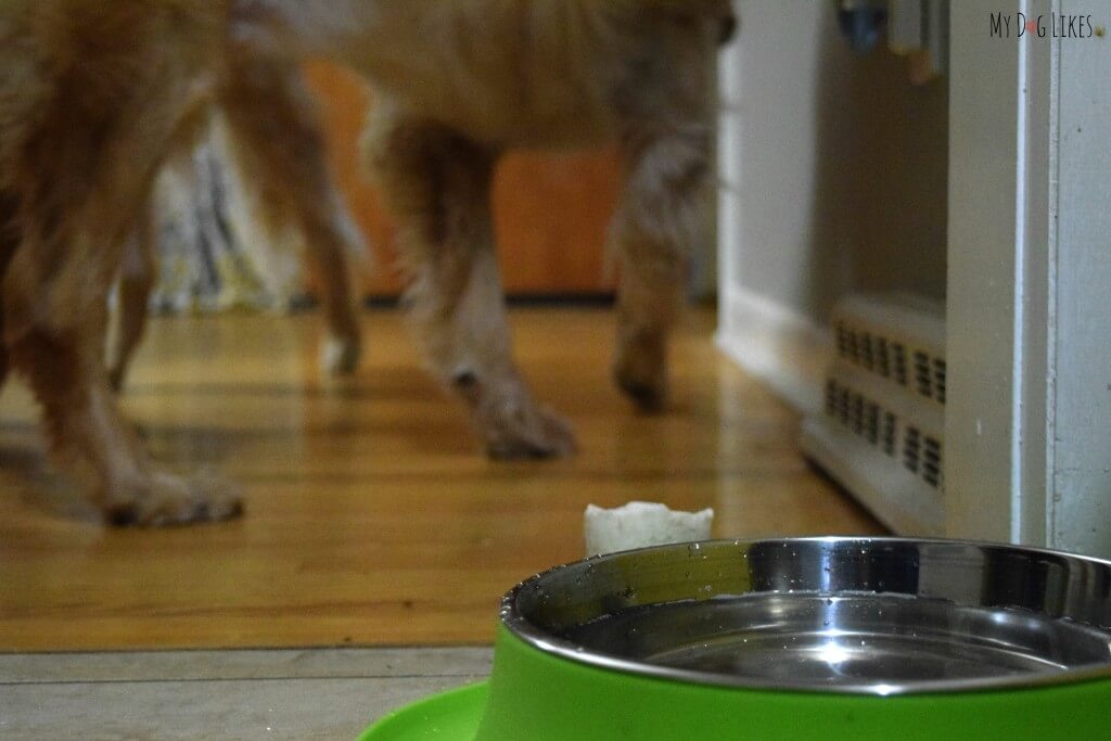 The Messy Mutts double feeder helps prevent the mess around your dog bowls by containing drips and spills.