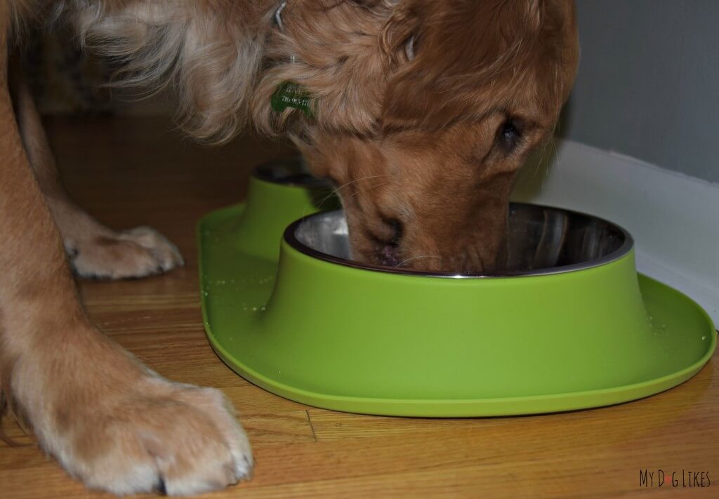 Charlie eating from his Messy Mutts double feeder bowl