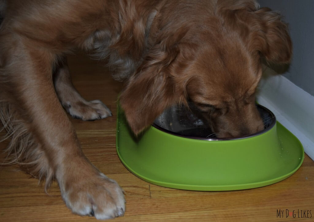 Our dog Charlie eating out of his new Messy Mutts Feeder. The silicone base prevents slipping and the wide raised lip contains spills!
