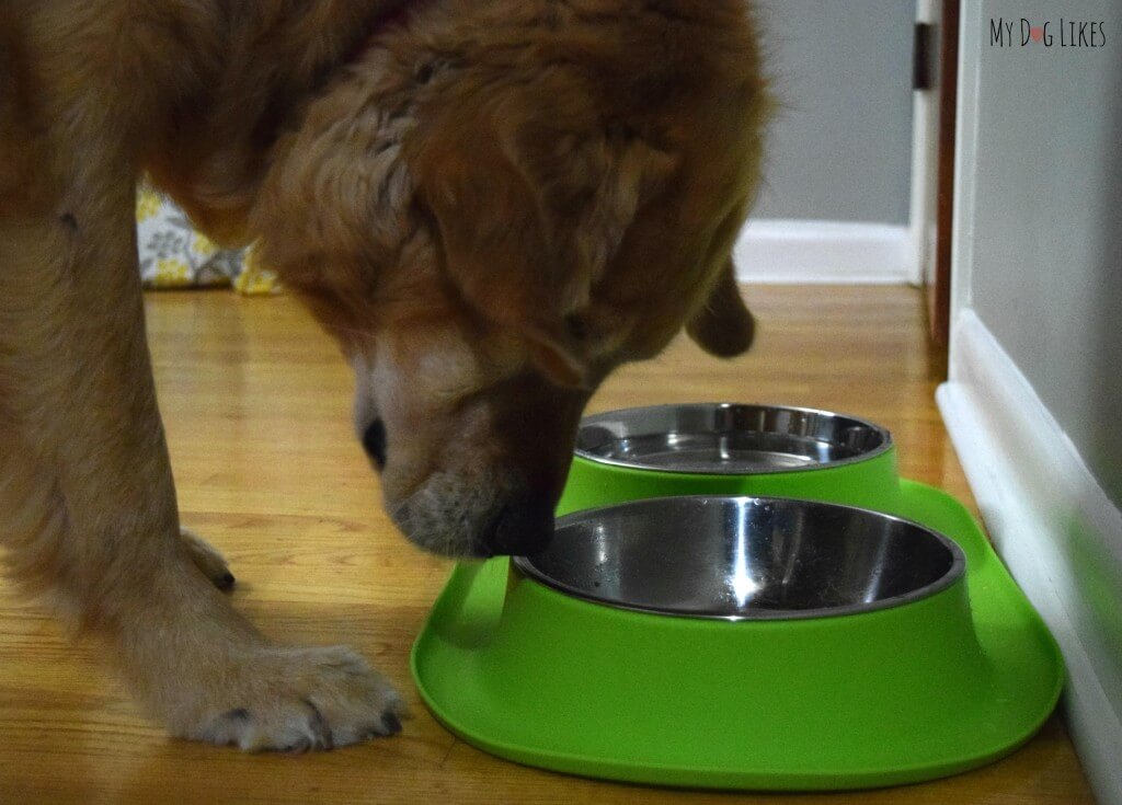 Harley making sure there is no food leftover!