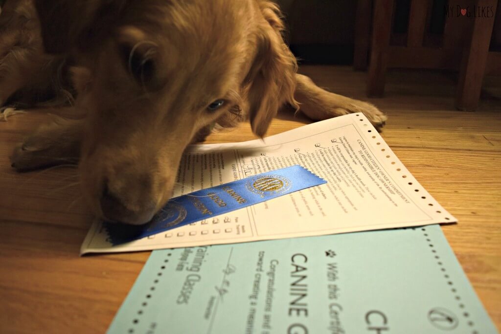 Charlie with his new Canine Good Citizen ribbon! After lots of hard work he passed!