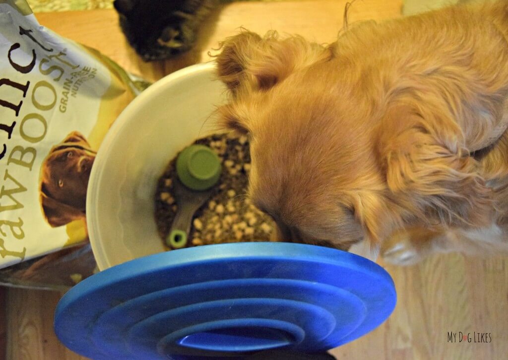 Charlie sniffing around our bin of Nature's Variety Kibble with Raw Boost